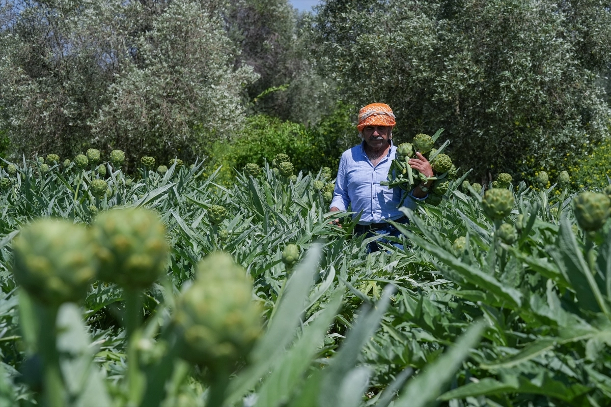 İzmir'de üreticinin enginar hasatı mesaisi arttı