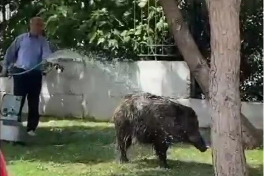 İzmir'de bir vatandaş şehre inen domuz sürüsünü hortumla serinletti