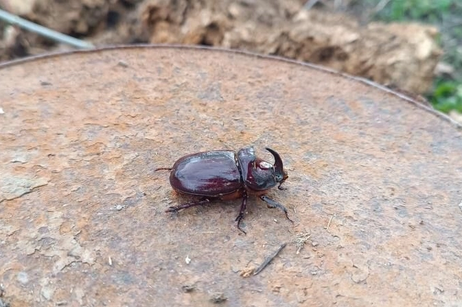 Dünyanın en güçlü böceği Yüksekova’da görüldü