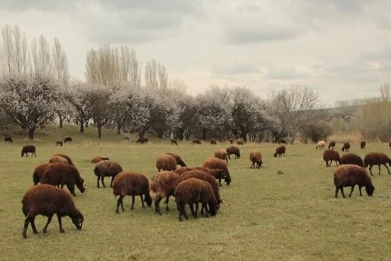 Iğdır'ın yüksek rakımlı köylerinde hayvanlar meralara çıkarıldı haberinin görseli