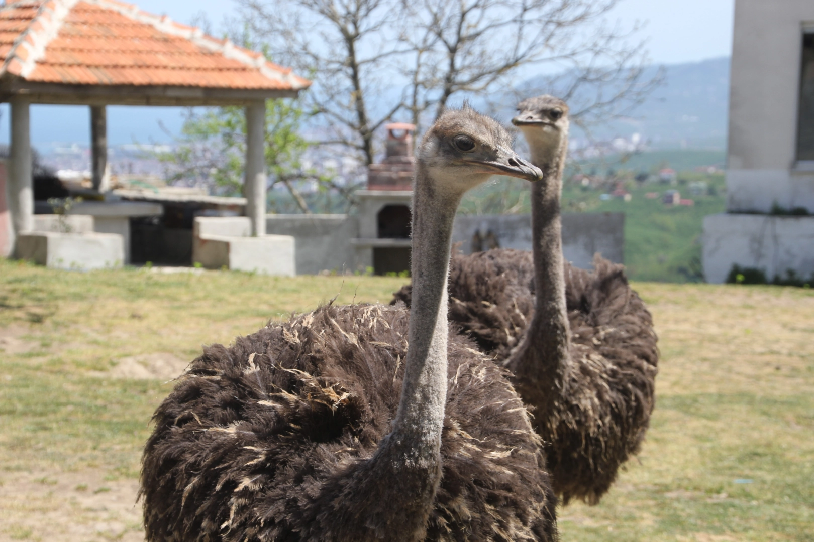 Ordu’da devekuşu macerası: Kapı açık unutulunca kaçtılar!