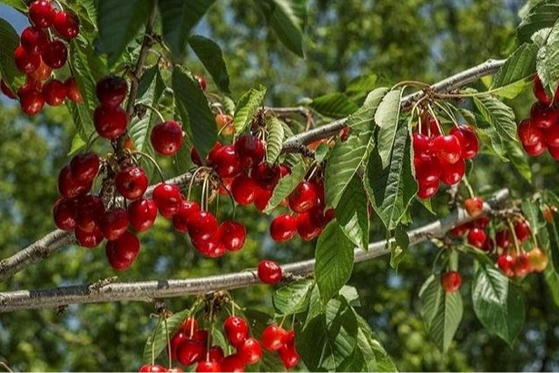 İzmir'de sezonun ilk kirazı hasat edilerek Katar’a ihraç edildi