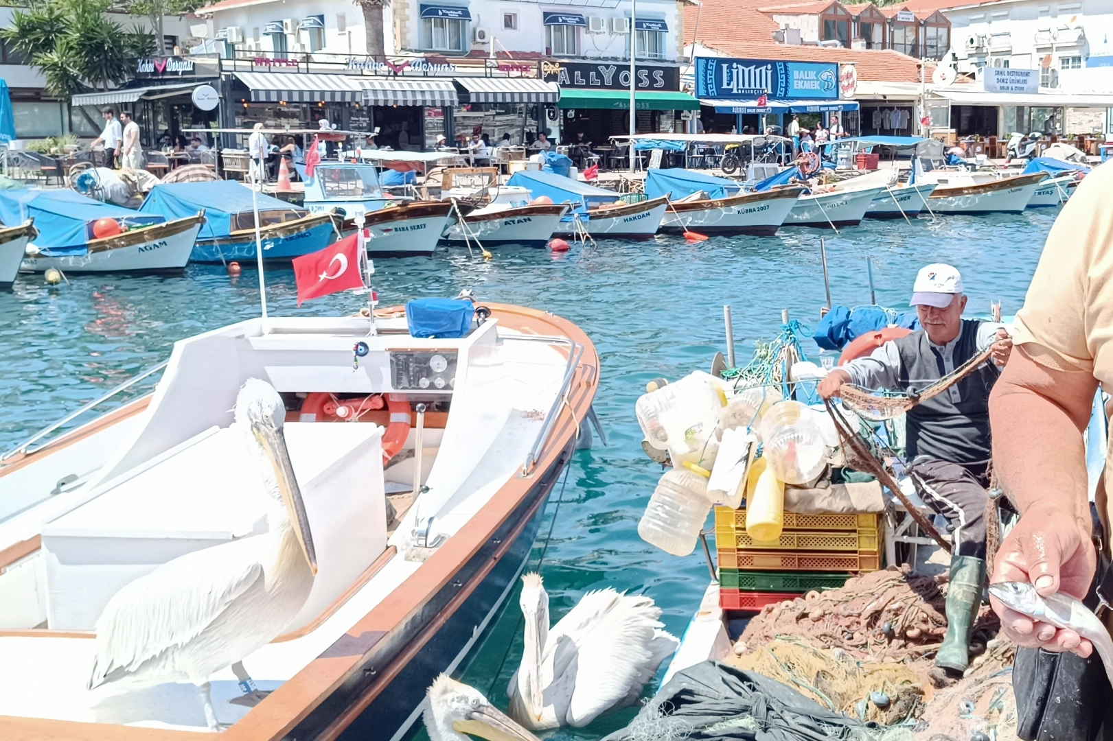 Foça’da balıkçılar pelikanlarla arkadaş oldu