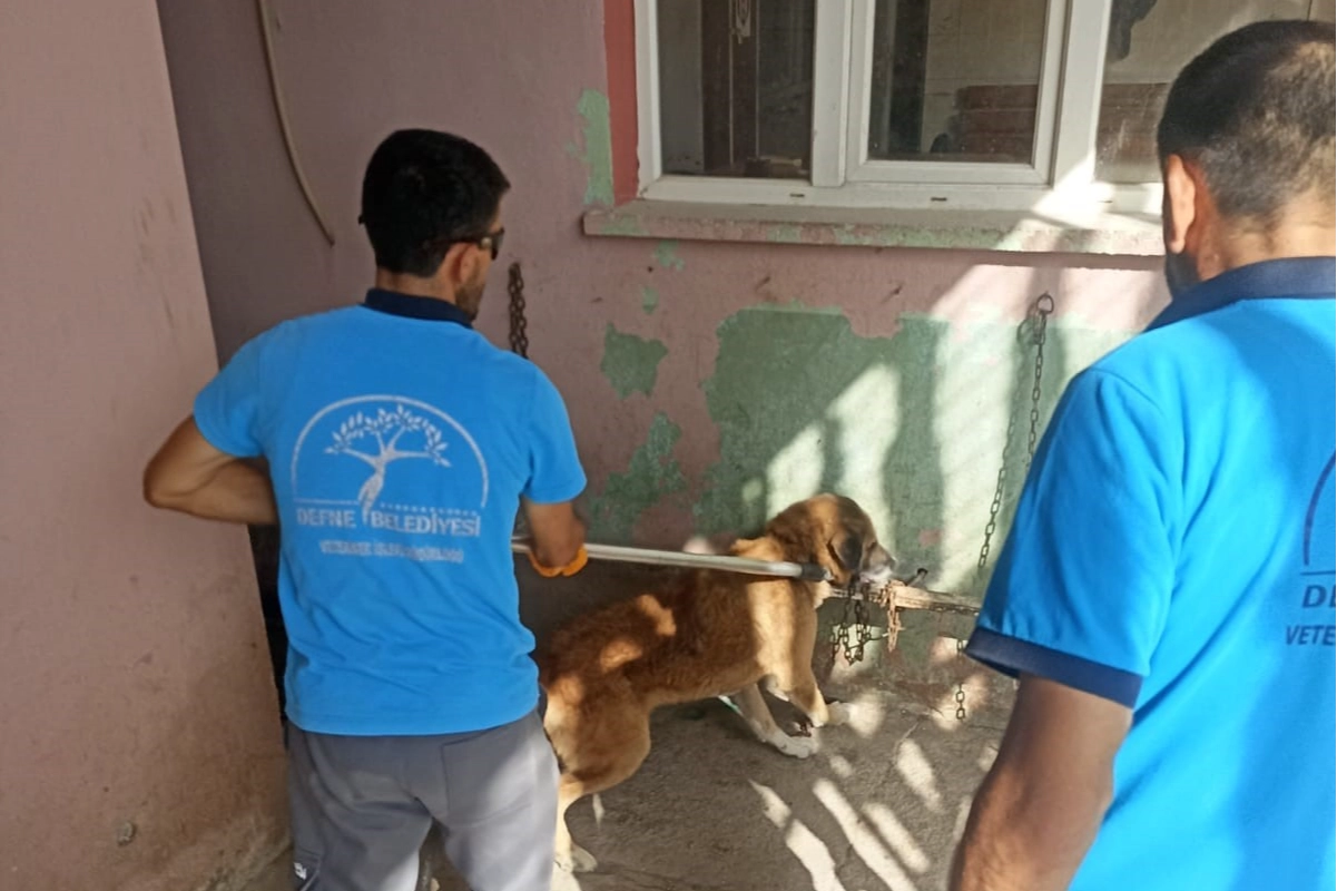 Hatay'da kuduz hastalığı paniği