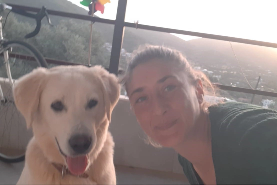 Bodrum'da vahşet: 5 köpek ve 2 kedi katledildi haberinin görseli
