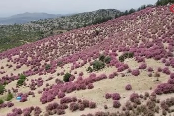 Kozan dağları zakkumların çiçek açmasıyla pembeye büründü