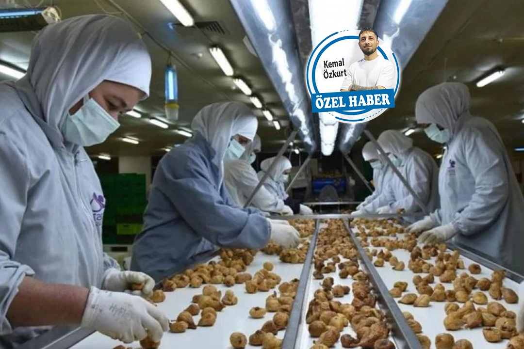Türk incirinde hastalık yok haberinin görseli