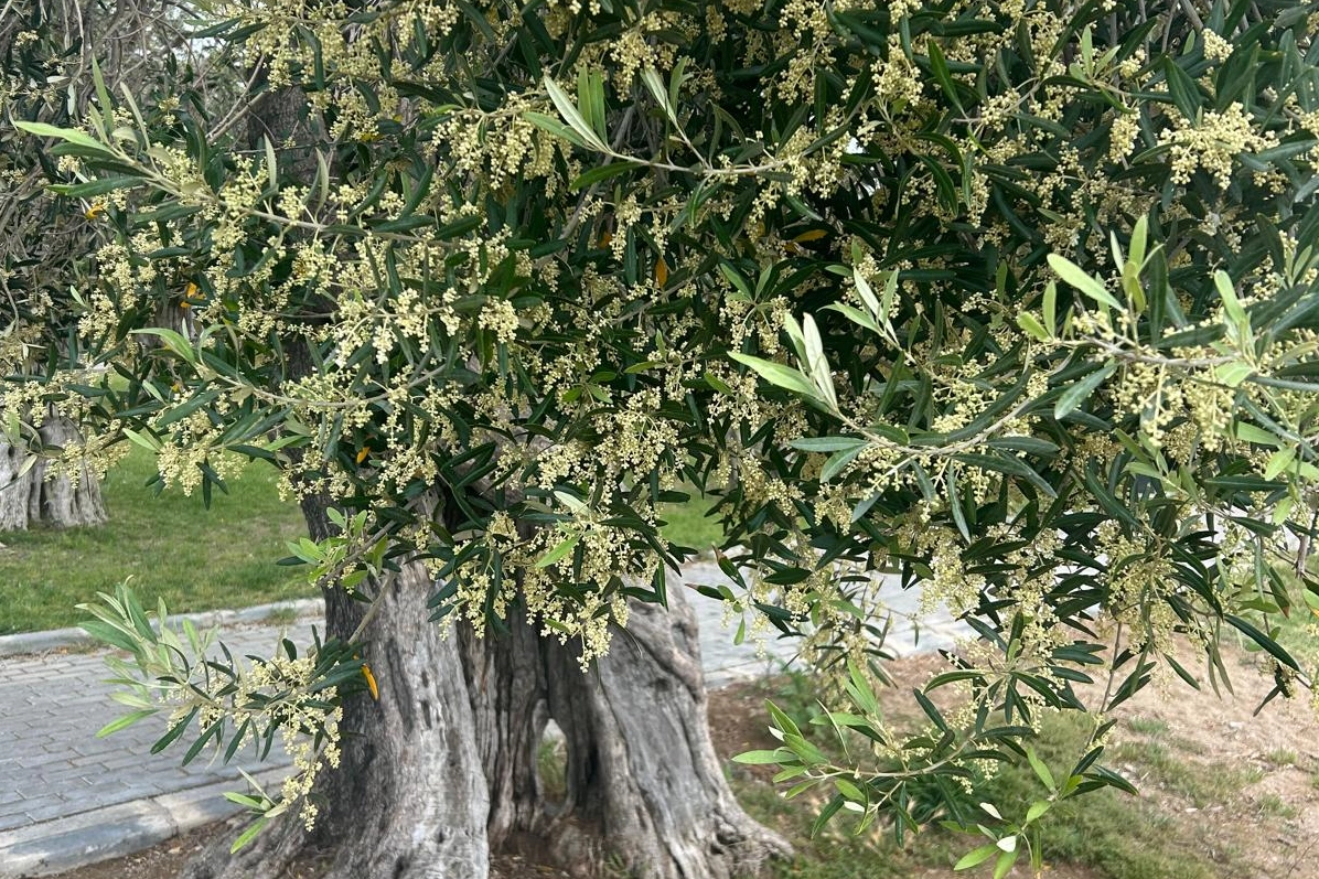 Altıntaş’tan meclise önerge: Zeytinyağındaki kısıtlama kaldırılmalı haberinin görseli