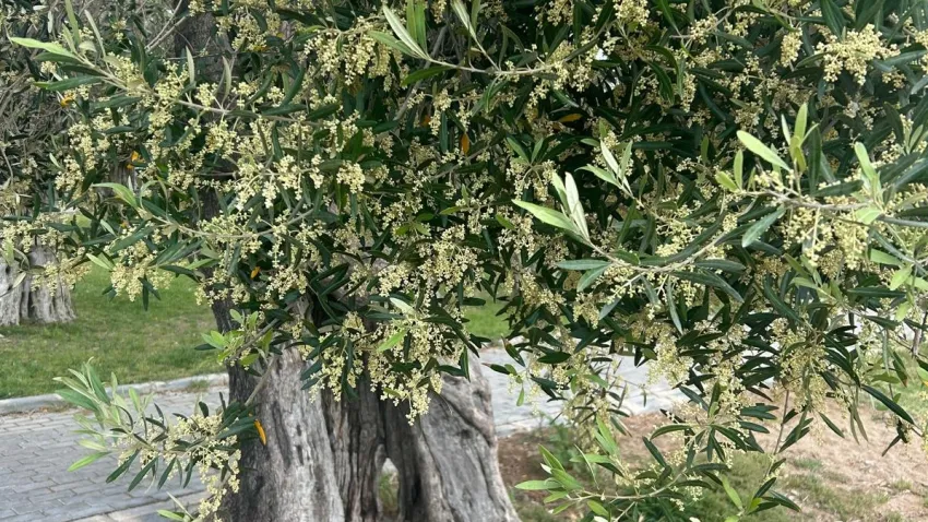 Altıntaş’tan meclise önerge: Zeytinyağındaki kısıtlama kaldırılmalı