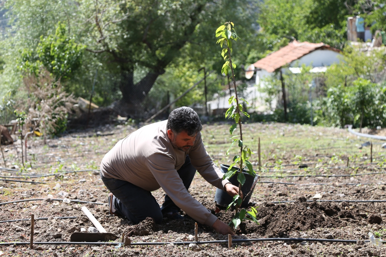 Bornova'da binlerce meyve fidanı dağıtılacak haberinin görseli