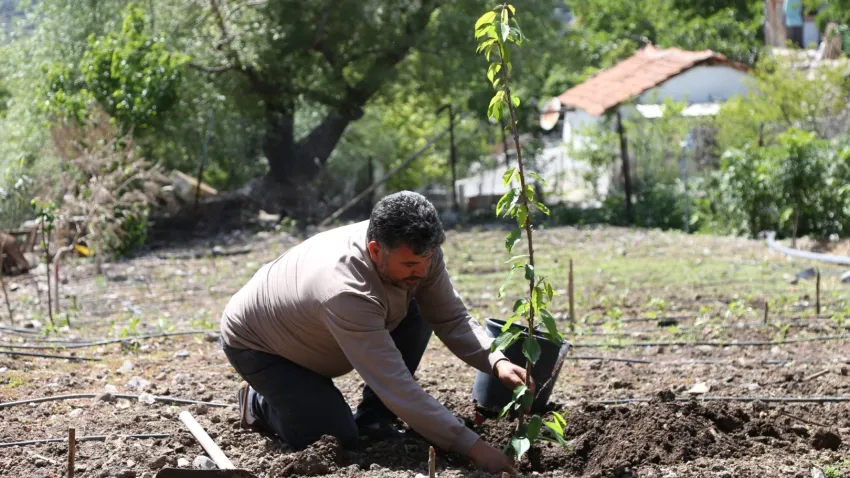 Bornova'da binlerce meyve fidanı dağıtılacak