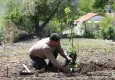 Bornova'da binlerce meyve fidanı dağıtılacak