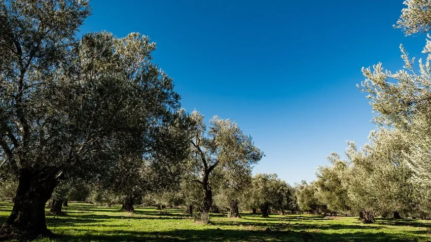 Şimdi sıra zeytinlerde: İcradan satılık zeytinlik