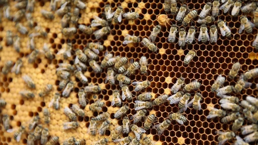 Türkiye Arıcılık Haritası güncellendi: Bal üretiminde yeni rekorlar haberinin görseli