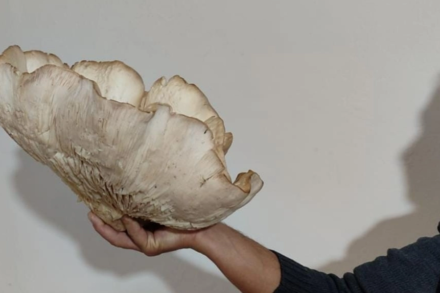 3 kiloluk mantarı görenler gözlerine inanamadı! haberinin görseli