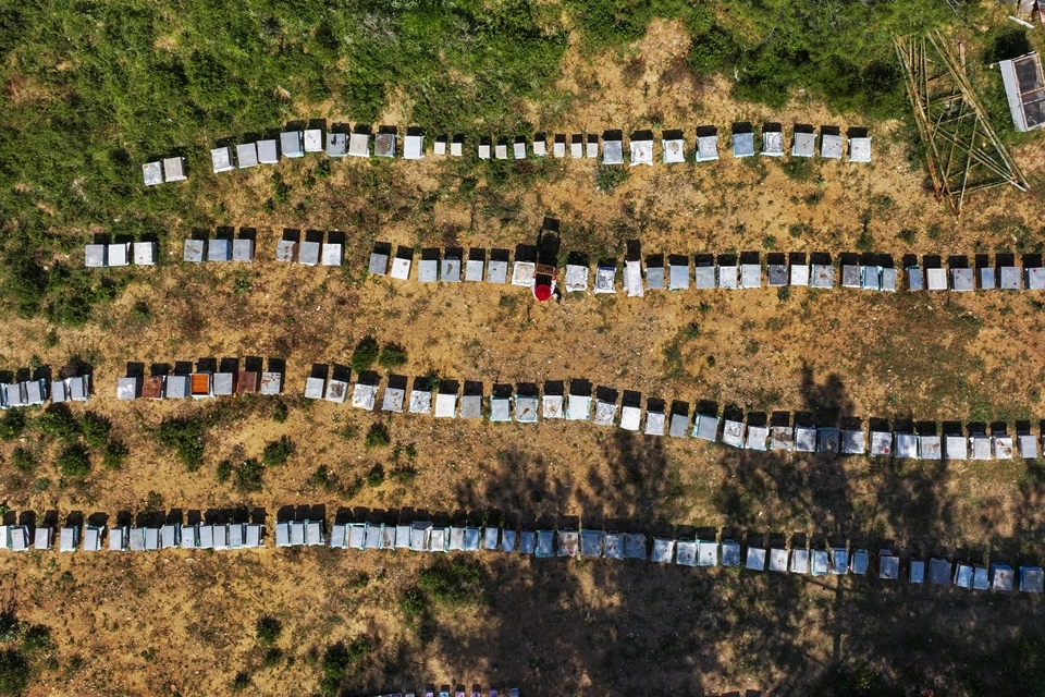 Arıcılıkta inovasyon: İçeceklere lezzet katarken, bal kafeteryası müşterilerini büyülüyor