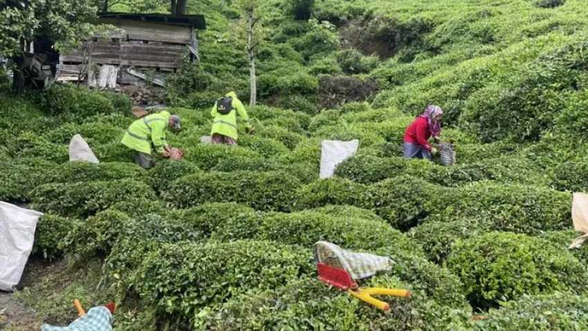 2024 yaş çay taban fiyatı ne kadar