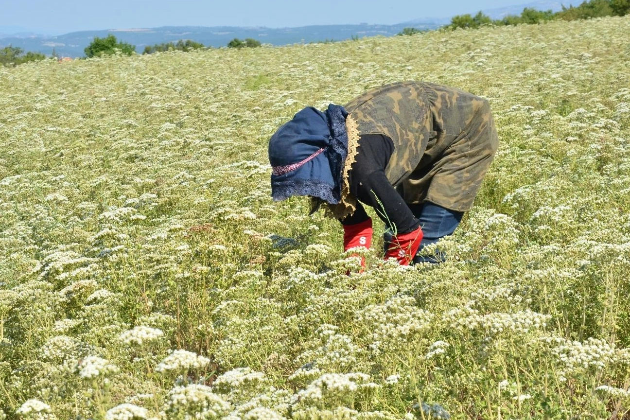 Kekik üreticisi zor durumda...Üreticiler kekikten vazgeçiyor!