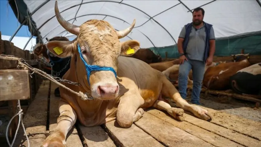 KURBAN KESECEKLER DİKKAT