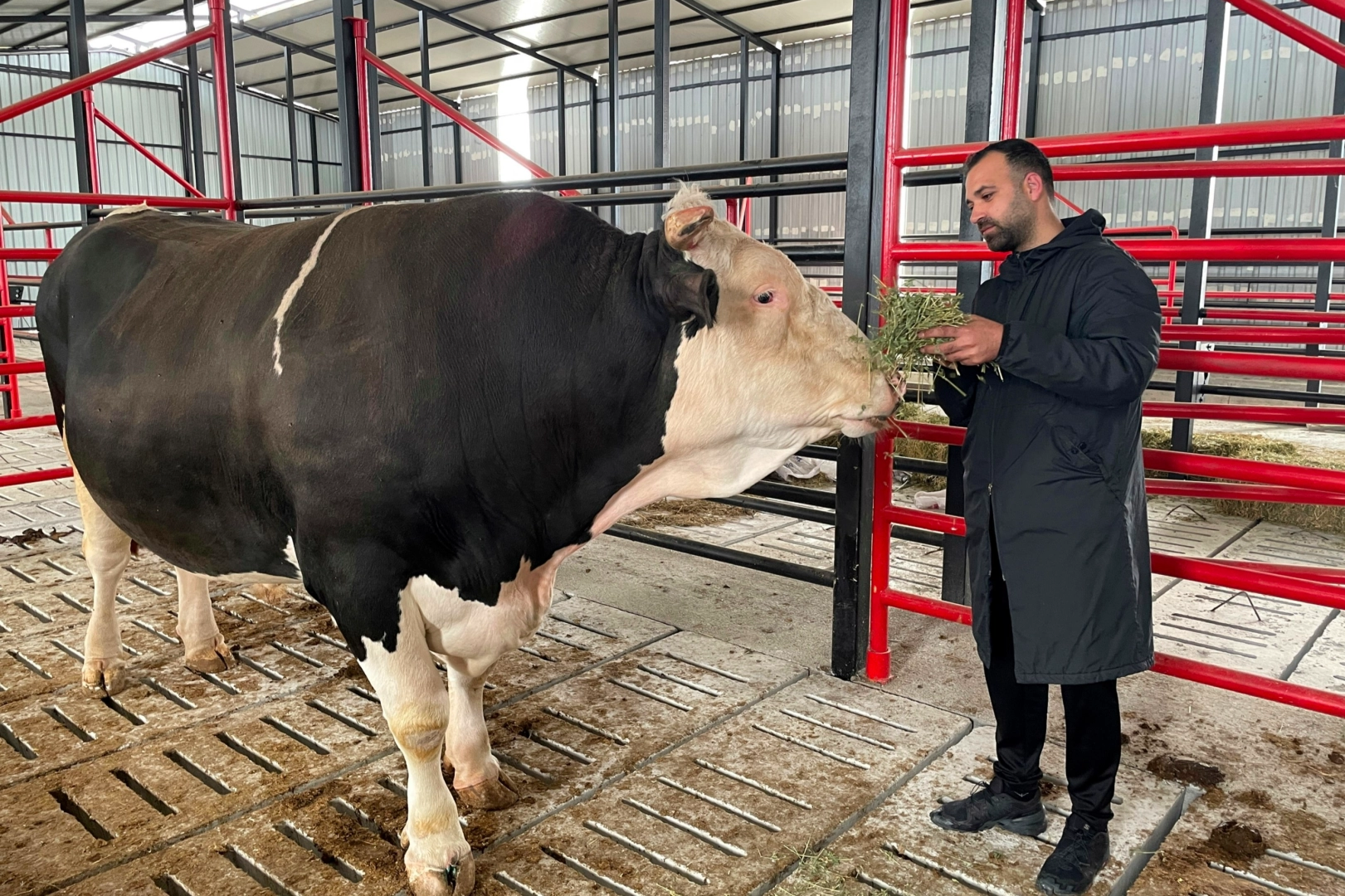 Tosun Paşa’nın fiyatı otomobille yarışıyor! haberinin görseli