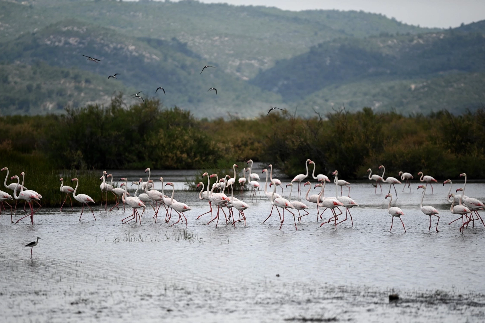 Aydın'da Flamingoların dansı