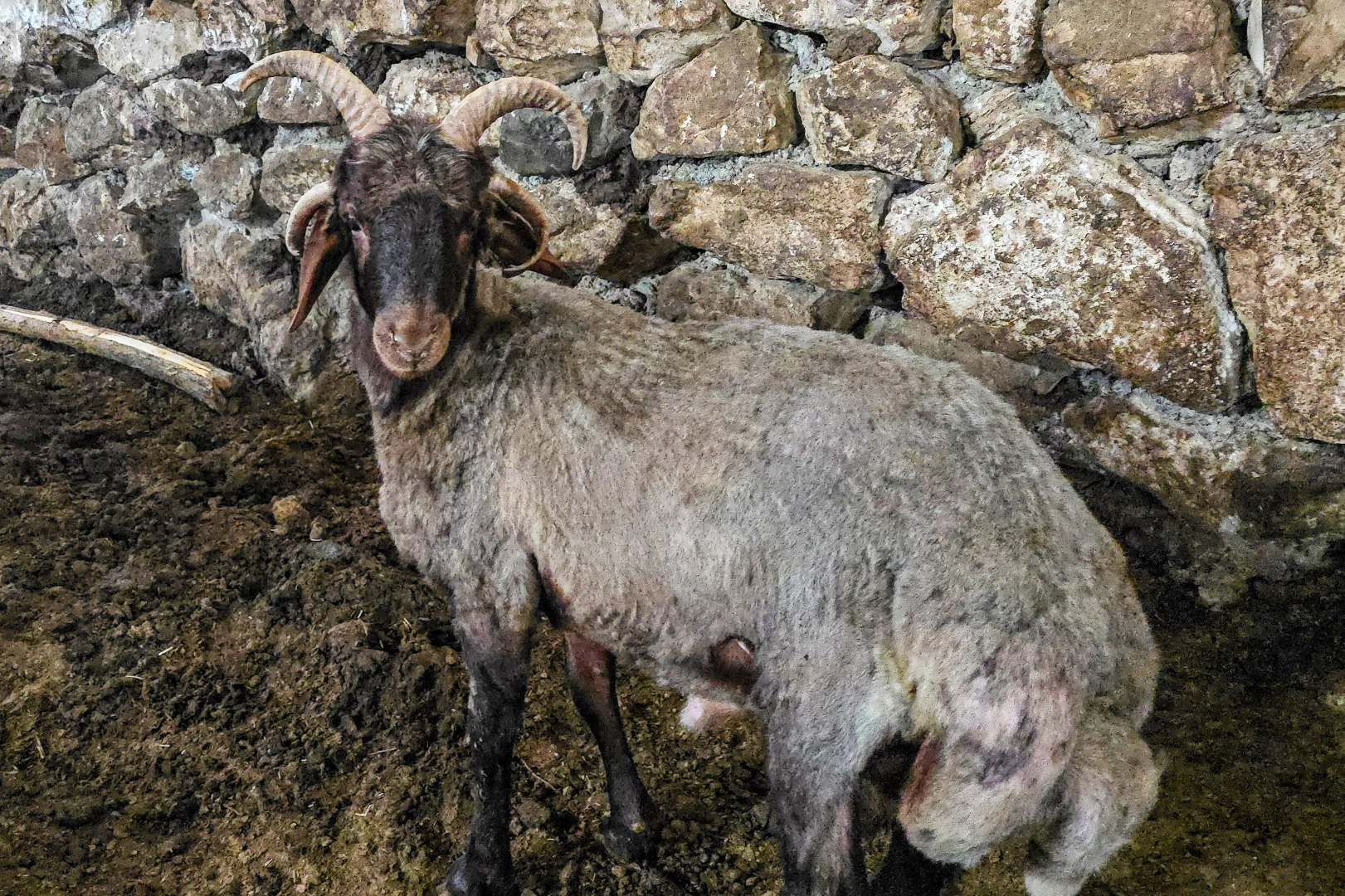 Dört boynuzlu koç görenlerin ilgisini çekiyor!