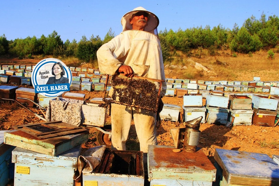 Çam balı da üreticisi de azaldı