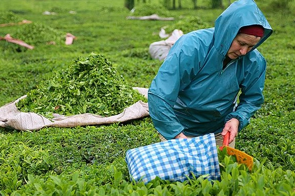 Bakan Yumaklı çay üreticilerinin tepkisini 'siyasi' olarak gördü!