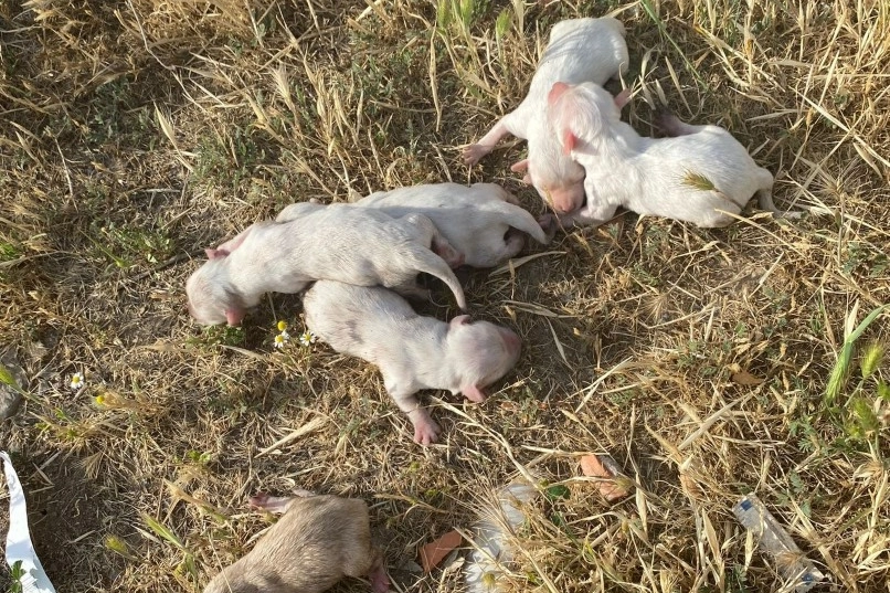 Manisa'da çöpe atılan çuvaldan yavru köpekler çıktı