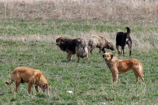 İzmir haber: 6 Köpek zehirlenerek katledildi: İnceleme başlatıldı!