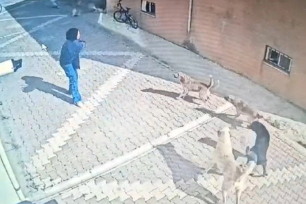 Konya'da sahipsiz köpekler kız öğrenciye saldırdı