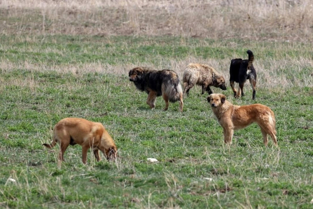 Sokak hayvanları için yeni düzenleme yolda… HAYTAP’dan tepki gecikmedi!