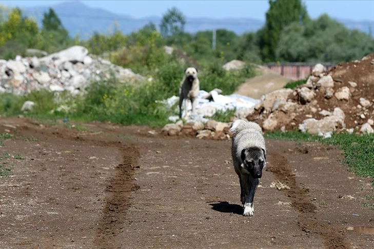 Muş'ta sahipsiz köpekler yöre halkını tedirgin ediyor