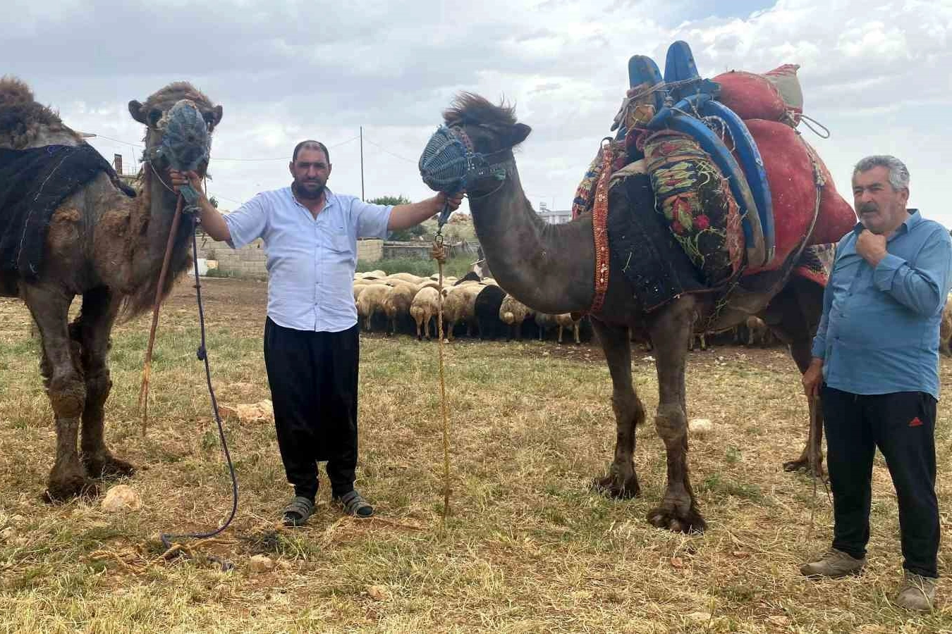 Kurbanlık develer Adıyaman'da yok satıyor