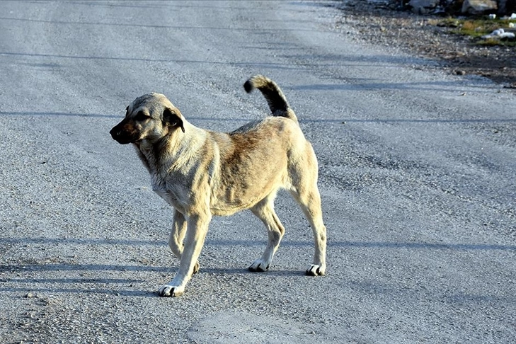 Sokak köpekleri Türkiye'nin gündeminde: Yüzde 83'ü sorun olarak görüyor haberinin görseli