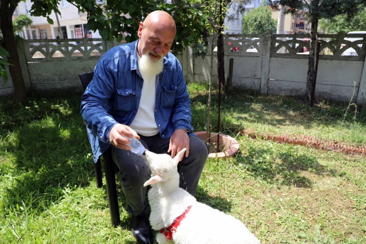 İki aylık kuzusu sürekli yanında geziyor