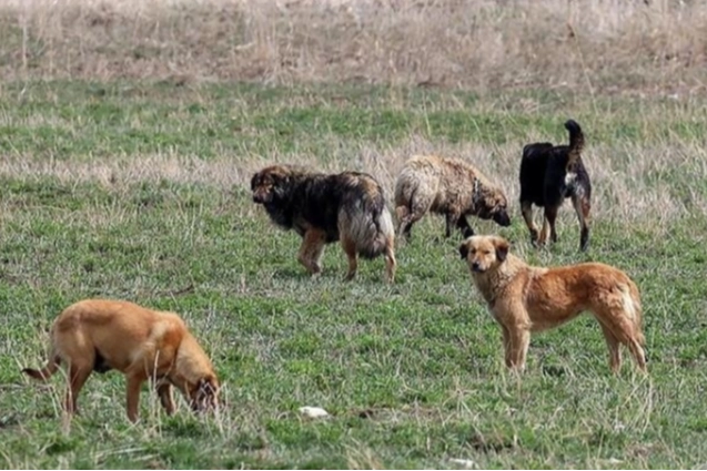 Bakan Yumaklı’dan başıboş köpek açıklaması: 4 milyon köpek var! Türkiye kuduz riskinde yüksek kategoride