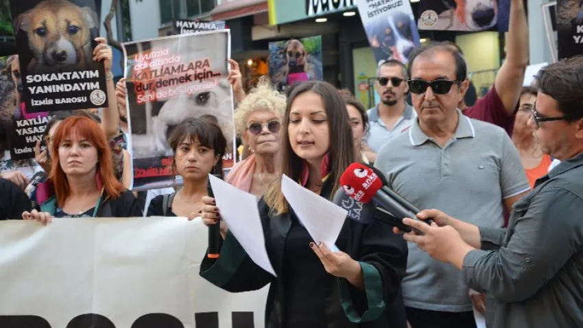 sokak hayvanları