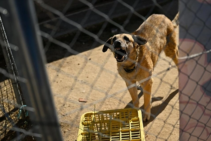 İspanya'da sahipsiz köpekler sorununa barınaklar, kısırlaştırma ve kontroller sayesinde çözüm bulundu haberinin görseli