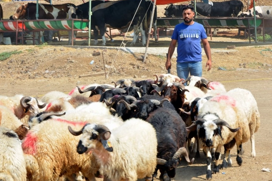 Aliağa'da kurbanlık kesim fiyatları açıklandı haberinin görseli