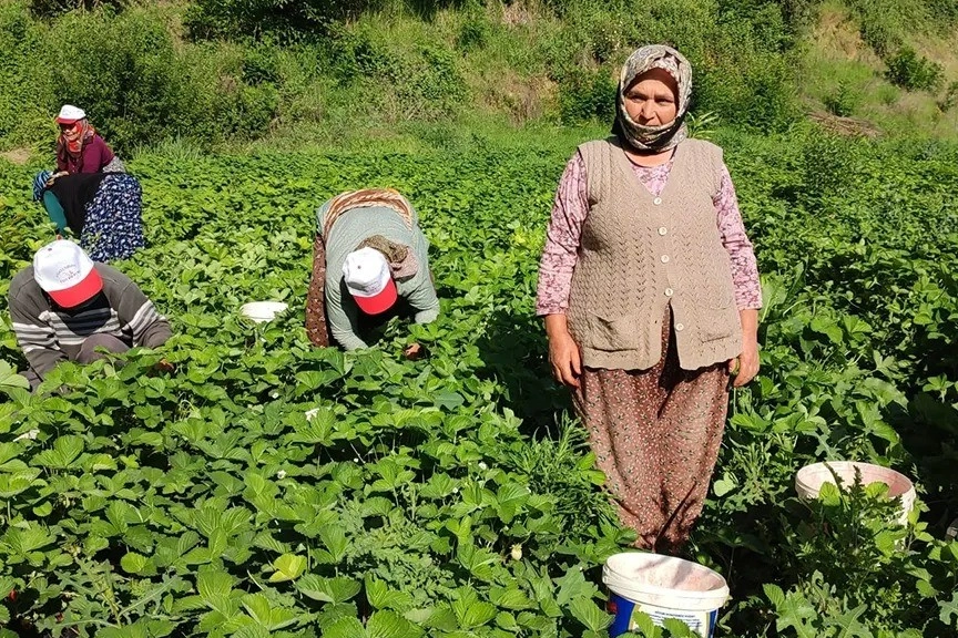 Çilek üreticilerinden düşen fiyatlara tepki