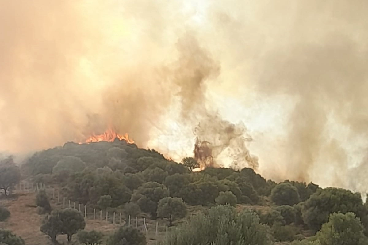 İzmir Haber: Foça'da otluk ve zeytinlik alanda yangın çıktı