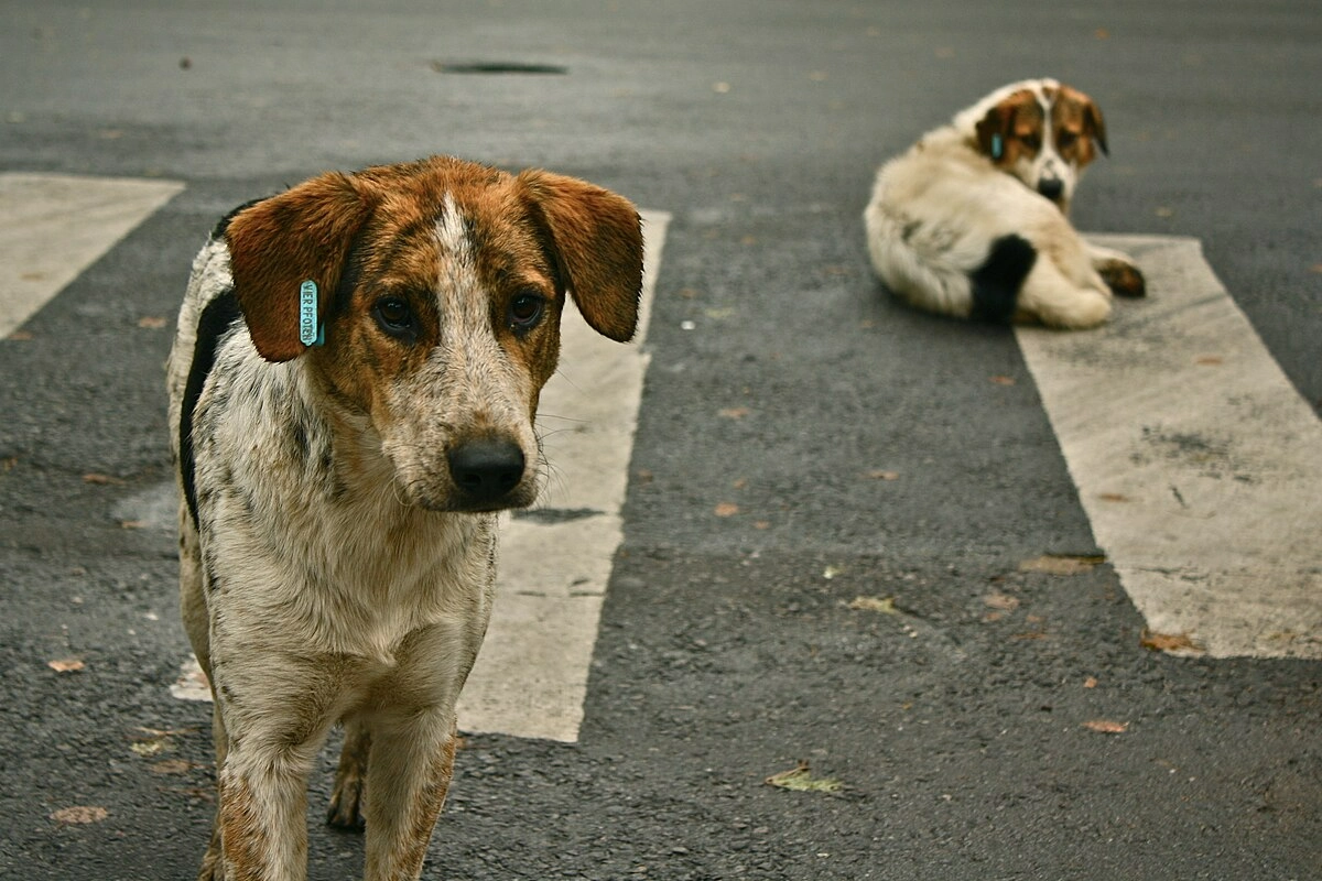 Köpeklerin işkenceyle alınması izleyen çocukları da istismarın bir parçası haline getiriyor!