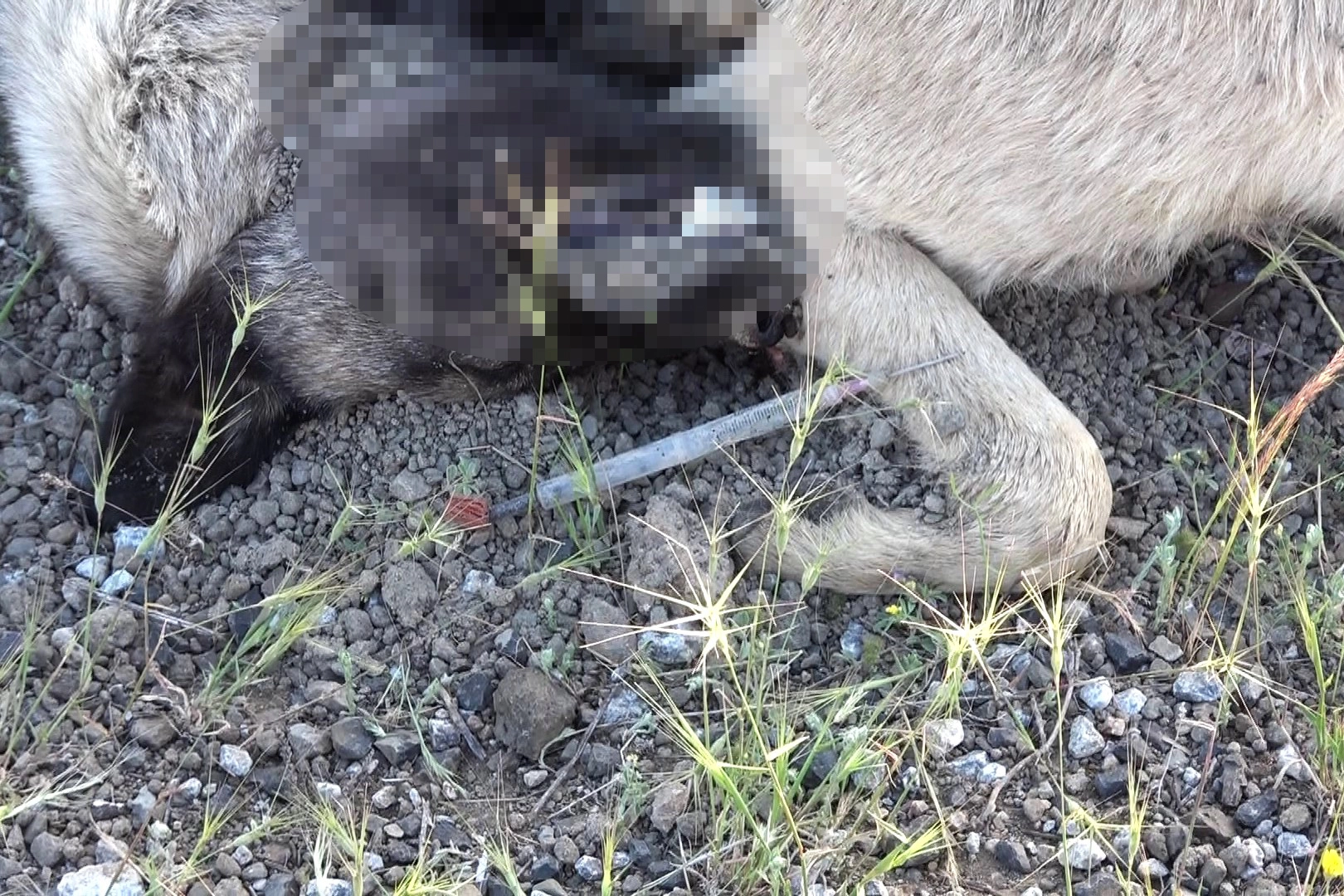 20’nin üzerinde sokak köpeği ölü bulundu