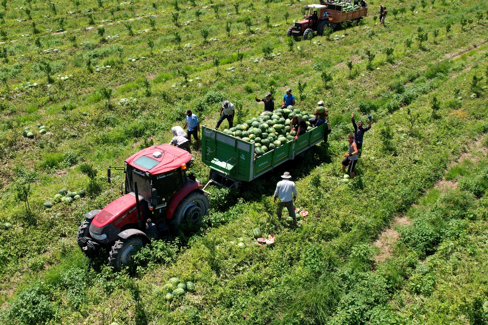 Adana'da karpuz fiyatları düştü haberinin görseli