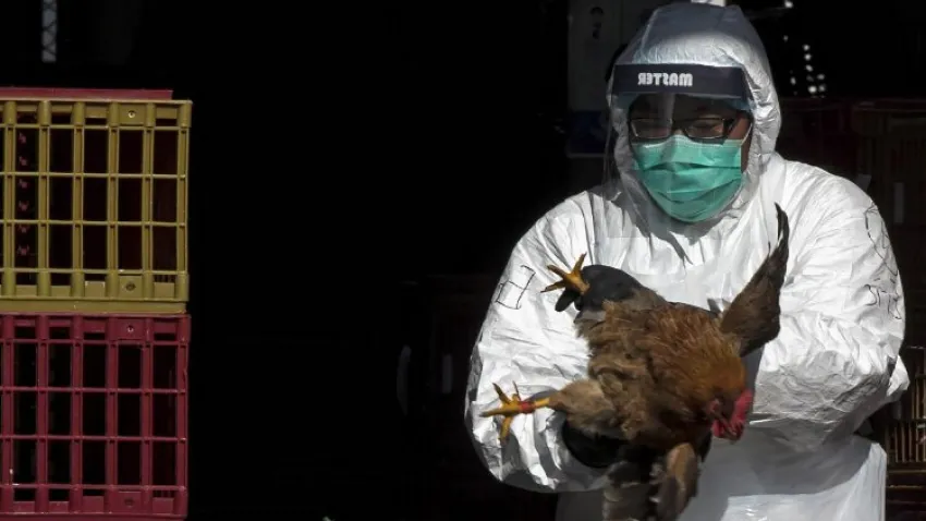 A H5N2 virüsü nedir nasıl bulaşır