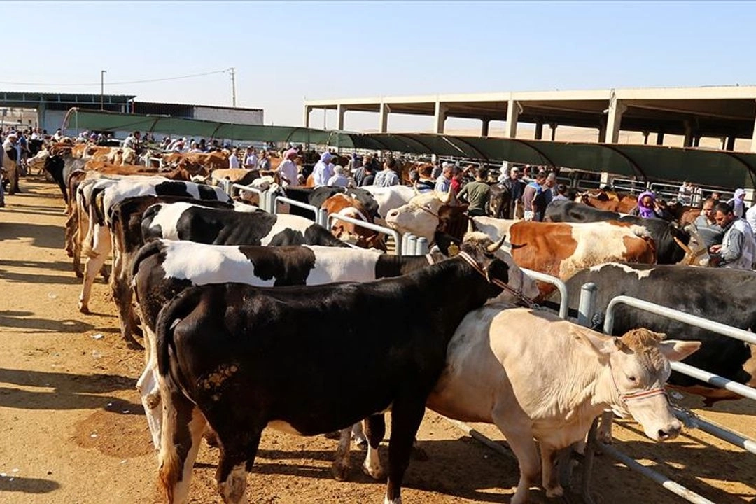 Afyon kurban kesim yerleri 2024: Afyon’da kurban pazarları nereye kurulacak? haberinin görseli