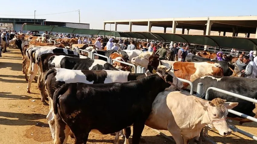 Afyon kurban kesim yerleri 2024: Afyon’da kurban pazarları nereye kurulacak?