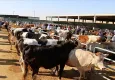 Afyon kurban kesim yerleri 2024: Afyon’da kurban pazarları nereye kurulacak?