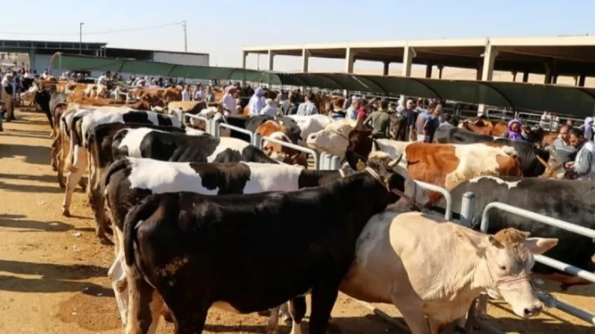 Ankara kurban kesim yerleri 2024: Ankara’da kurban pazarları nereye kurulacak? haberinin görseli